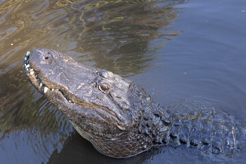 Alligator in the wild