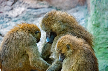 Gruppe von Pavianen in Interaktion im Nürnberger Tierpark