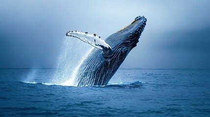 Fototapeta premium A humpback whale breaching the ocean surface, illustrating freedom and majesty, concept of Natural wonder 
