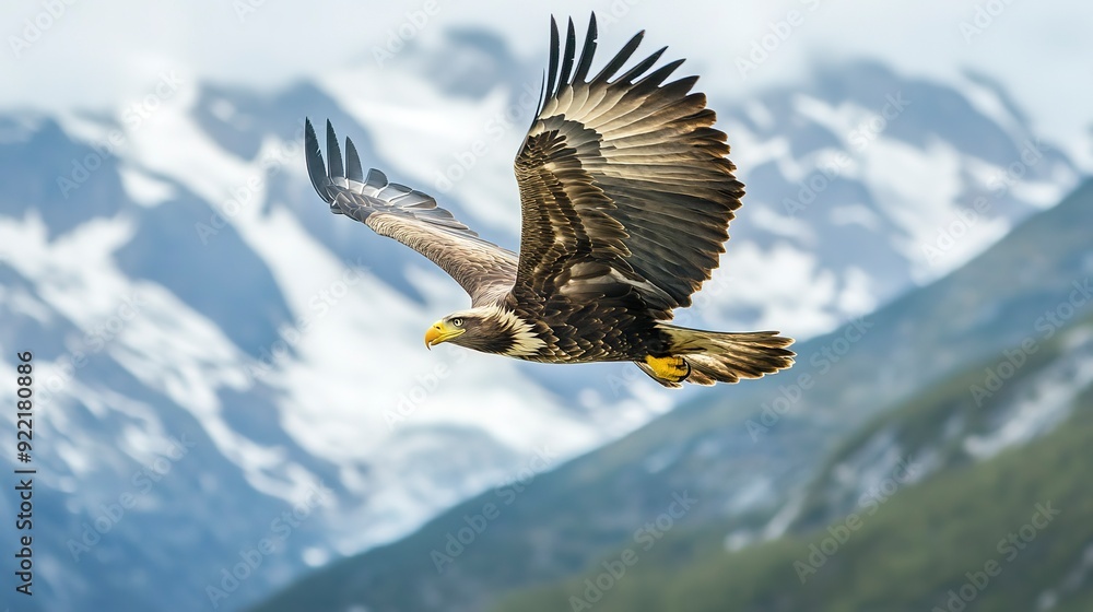 Sticker a high quality stock photograph of a single flying happy eagle