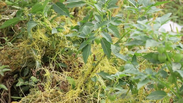 Cuscuta, Dodder, parasitic plant. Creeper plant. (scientific name Cuscuta chinensis Lam). Strings of yellow like threads of golden egg yolk atop a crop of green peppers and tomatoes. 4K Footage.