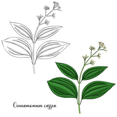 vector drawing plant of Chinese cinnamon, Cinnamomum cassia, herb of traditional chinese medicine, hand drawn illustration