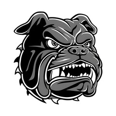 Bulldog head - angry vector image design. 