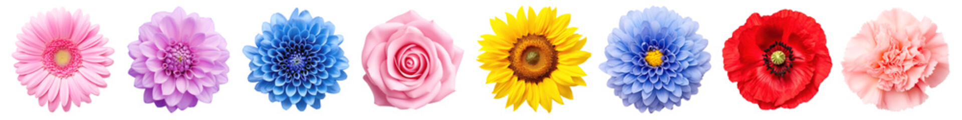 Realistic flower png cut out element set