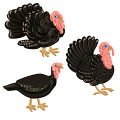 vector drawing turkey birds isolated at white background, hand drawn illustration