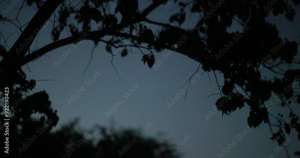 Poster glowing fireflies flying at night under a tree with sky and synchronous flashing display yellow colo