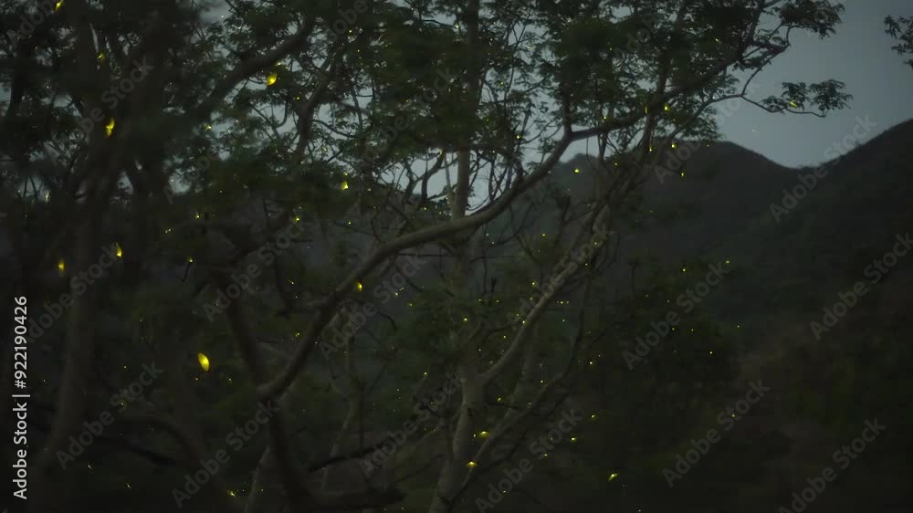 Poster Firefly swarm displaying they magnificent Synchronous display as they fly around a tree with mountains in the background