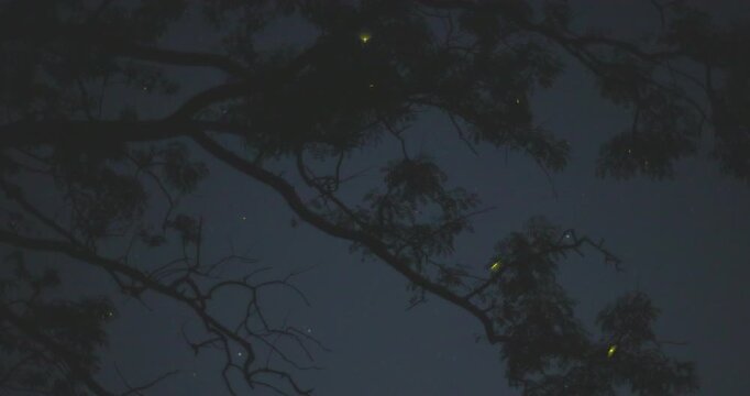 Fireflies flying around branches expressing romantic display to light up the evening
