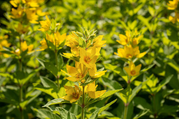 The yellow loosestrife, Lysimachia punctata, flowering with bright yellow, cup-shaped flowers in the garden