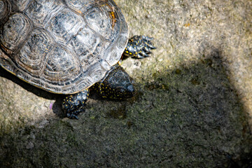 Oberansicht einer Schildkröte im Nürnberger Tierpark