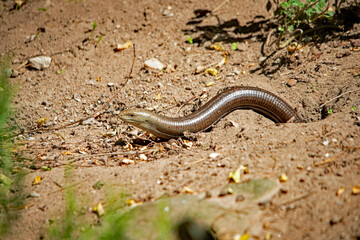 Schlange im Nürnberger Zoo