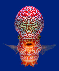 Beautiful colored Flowerhorn Cichlid cichlid with a big red head with a blue background.