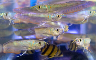 Silver Arowana fish 