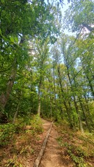 Piatra Corbilor (Piatra lui Dan) hike forest view at Tarnita, Cluj 24. Hike trail with trunk