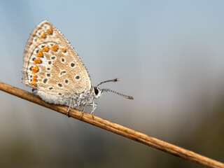 butterfly on a tree