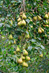 A pear tree with many pears