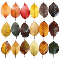 Obraz premium A collection of colorful autumn leaves in various shapes and sizes on an isolated transparent background