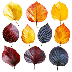 Fototapeta premium A collection of colorful autumn leaves in various shapes and sizes on an isolated transparent background