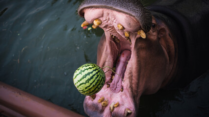 hippopotamus in water eating watermelon