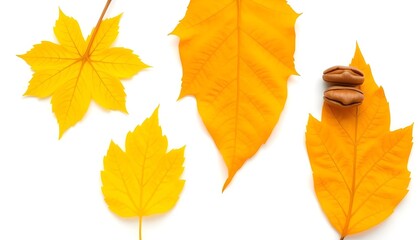 leaves isolated on white