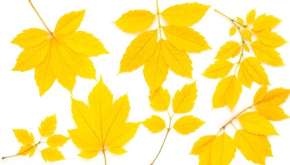 Naklejka premium autumn leaves isolated on white