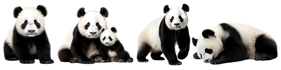 Fototapeta premium Panda wild animal png cut out element set