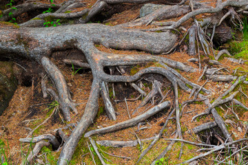Roots of pine tree crawling out from under the ground. Background for horror with old tangled intertwined roots. The roots of the trees are covered in green moss and covered with dry pine needles