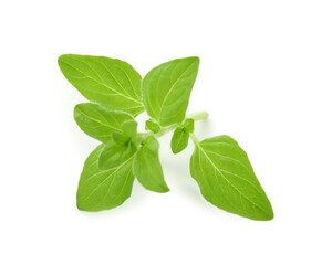 Sprig of fresh green oregano isolated on white
