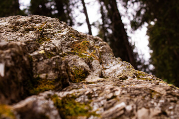 Moss on an interesting rock formation in a dark Northwestern forest