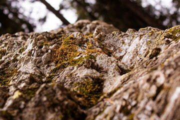 Moss on an interesting rock formation. 