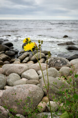 Yellow Wildflower Blooming among Coastal Rocks with Ocean Waves in the Background under Cloudy Skies
