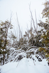Family Snowshoeing and snow landscape at Lake Mountain Australia