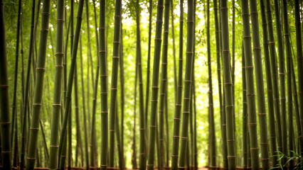bamboo forest background