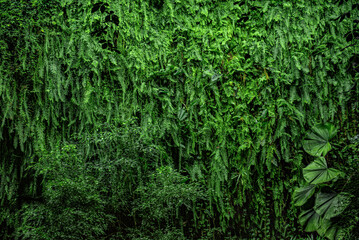 Vertical garden wall, concrete wall decorated with green plants photo background, vertical wall. Green photo wallpapers of plants.
Photo natural vertical garden decoration. Ecology, green world.