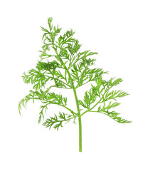 One green carrot twig isolated on white
