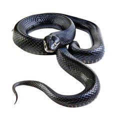 Transparent Black Mamba Snake Isolated Without Background Png Image.