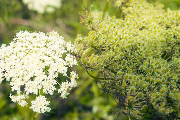 Close up of a flowering plant in the carrot family, namely Khella - Ammi visnaga, Extract, Khellin, has been used medicinally as well as tea, thrives in the highlands of the mountains