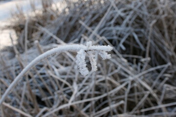 Pflanze im Winter bedeckt mit Reif