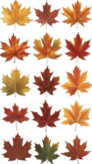 A vibrant collection of autumn leaves captured in stunning detail on a crisp white background