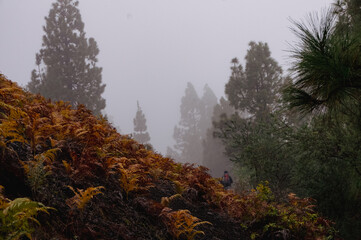 wald im nebel la palma © Erwin