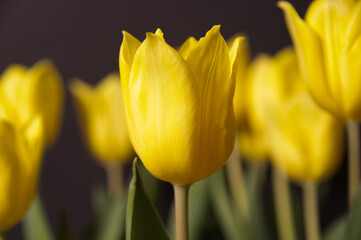 tulips