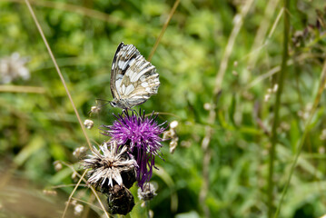Marbled White (Melanargia galathea) butterfly sitting on a pink scabiosa in Zurich, Switzerland