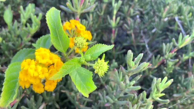 Lantana camara is a species of flowering plant native to the American tropics in the garden in Tenerife, Canary Islands,Spain. Tickberry or Wild-sage yellow flowers close up, 4K 