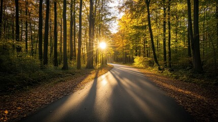 Obraz premium Sunbeams Through Forest Road