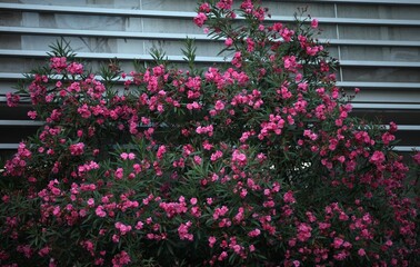 pink flowers in front of a residential building