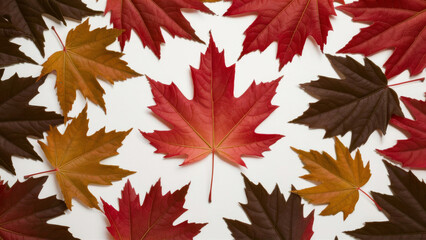 Fototapeta premium Red maple leaves on white background. Autumn vibe in minimalist style.