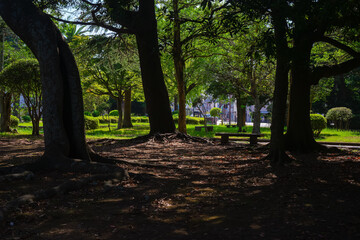 公園の森20240813