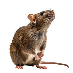 Isolated African Giant Rat in a Natural Pose Without Background.