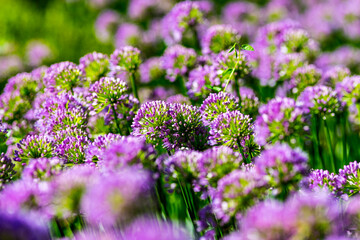 Field of Alliums