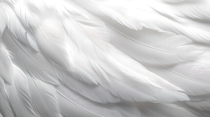 Closeup, white and feathers background 